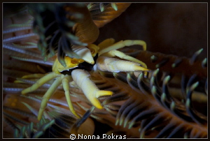 yellow eyes by Nonna Pokras 